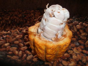 fermentacion de los granos de cacao mazorca